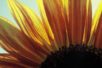 Sonnenblume 200x.jpg